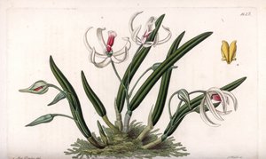 Orchid: miniature sort af leptotes - Plade indgraveret af S.Watts, fra en illustration af Sarah Anne Drake (1803-1857), fra Botanical Register of Sydenham Edwards (1768-1819), England af Sydenham Teast Edwards