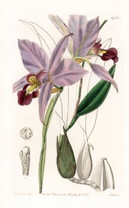 Orchid: variete de laelia - Plade indgraveret af S.Watts, fra en illustration af Sarah Anne Drake (1803-1857), fra Botanical Register of Sydenham Edwards (1768-1819), England af Sydenham Teast Edwards