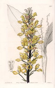 Orchid: variete of govenia - Plade graveret af S.Watts, fra en illustration af Sarah Anne Drake (1803-1857), fra Botanical Register of Sydenham Edwards (1768-1819), England af Sydenham Teast Edwards