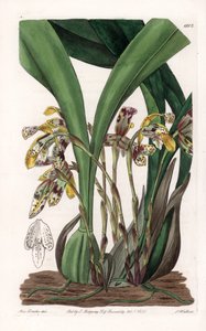 Orkidé: sort af maxillaria, hjemmehørende i Sydamerika - Plade indgraveret af S.Watts, baseret på en illustration af Sarah Anne Drake (1803-1857), fra Botanical Register of Sydenham Edwards (1768-1819), England af Sydenham Teast Edwards