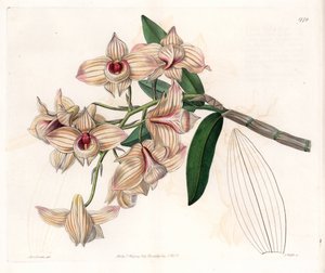 Orchid: sort af Dendrobium - Plade graveret af S.Watts, fra en illustration af Sarah Anne Drake (1803-1857), fra Botanical Register of Sydenham Edwards (1768-1819), England af Sydenham Teast Edwards