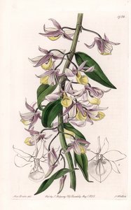 Orkidé: sort af Dendrobium, hjemmehørende i Asien - Plade indgraveret af S. Watts, fra en illustration af Sarah Anne Drake (1803-1857), fra Botanical Register of Sydenham Edwards (1768-1819), England af Sydenham Teast Edwards