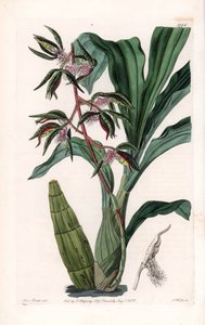 Orchid: sort af catasetum, kaldet skægget - Plade indgraveret af S.Watts, fra en illustration af Sarah Anne Drake (1803-1857), fra Botanical Register of Sydenham Edwards (1768-1819), England af Sydenham Teast Edwards