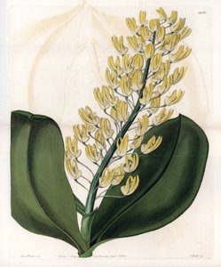 Orchid: sort af dendrobium fra Australien - Plade indgraveret af S.Watts, fra en illustration af Sarah Anne Drake (1803-1857), fra Botanical Register of Sydenham Edwards (1768-1819), England af Sydenham Teast Edwards