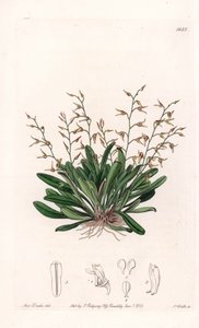 Orchid: variation of epidendre - Plade indgraveret af S.Watts, fra en illustration af Sarah Anne Drake (1803-1857), fra Botanical Register of Sydenham Edwards (1768-1819), England af Sydenham Teast Edwards