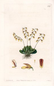 Orchid: variation of epidendre - Plade indgraveret af S.Watts, fra en illustration af Sarah Anne Drake (1803-1857), fra Botanical Register of Sydenham Edwards (1768-1819), England af Sydenham Teast Edwards