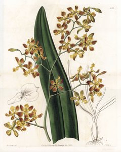 Orchid: variation of epidendrum - Plade graveret af S.Watts, fra en illustration af Sarah Anne Drake (1803-1857), fra Botanical Register of Sydenham Edwards (1768-1819), England af Sydenham Teast Edwards