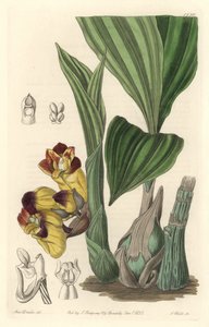 Orchidee Acanthephippium bicolor, oprindeligt fra Sri Lanka - Water af S. Watts fra en illustration af Sarah Anne Drake (1803-1857), fra det botaniske register