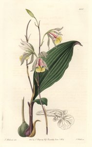 Orchidee, American Bletia - Water Forte af S. Watts fra en illustration af T. Holland, fra det botaniske register af Sydenham Teast Edwards
