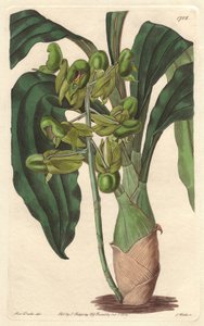 Orchidee Catasetum, hjemmehørende i Brasilien - Water forte af S. Watts fra en illustration af Sarah Anne Drake (1803-1857), fra det botaniske register af Sydenham Teast Edwards