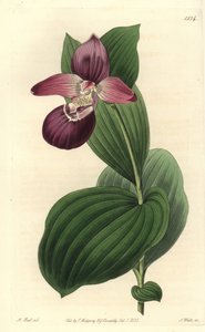 Orchidee clog of Venus har store blomster - storblomstret cypripedium eller storblomstret dametøffelorkidé, Cypripedium macranthos. Håndkoloreret kobberstik af S. Watts efter en illustration af M. Hart fra Sydenham Edwards