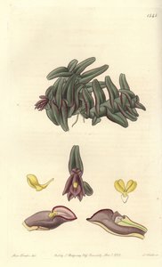 Orchidee epidendrum i Mellemamerika - Epidendrum schlechterianum orchid (lilla nanoder, Nanodes misfarve). Håndfarvet kobberstik af S. Watts efter en illustration af Miss Sarah Drake fra Sydenham Edwards