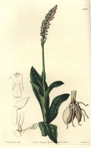 Orchidee neotine - Tætblomstret orkidé, Neotinea maculata (One-size aceras, Aceras secundiflora). Håndfarvet kobberstik af S. Watts efter en illustration af Miss Sarah Drake fra Sydenham Edwards