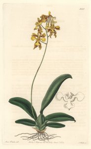 Orchidee oncidium yellow, hjemmehørende i Brasilien - Water forte af S. Watts fra en illustration af Sarah Anne Drake (1803-1857), fra det botaniske register af Sydenham Teast Edwards
