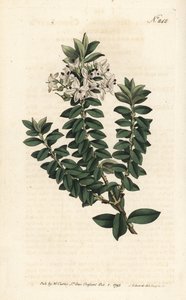 Ouessant myrte eller elliptisk veronica - Cross-leaved speedwell, Veronica decussata. Håndfarvet kobberstik af Sansom efter en illustration af Sydenham Edwards fra William Curtis