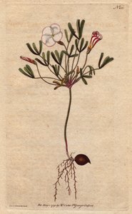 Oxalis (lille syre) har hvide stribede blomster og slikrosa, hjemmehørende i Afrika. Stribet blomstret træsyre med lyserøde slikstribede hvide blomster. En indfødt i Afrika. Oxalis versicolor. Håndfarvet kobberstik fra en botanisk illustration af af Sydenham Teast Edwards