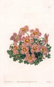 Oxalis Variete - Plade indgraveret af S.Watts, fra en illustration af Sarah Anne Drake (1803-1857), fra Botanical Register of Sydenham Edwards (1768-1819), England af Sydenham Teast Edwards