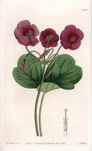 Oxalis de Bowie - Plade graveret af S.Watts, fra en illustration af Sarah Anne Drake (1803-1857), fra Botanical Register of Sydenham Edwards (1768-1819), England af Sydenham Teast Edwards