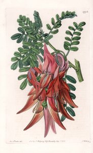Papegøjenæb - Plade graveret af S.Watts, efter en illustration af Sarah Anne Drake (1803-1857), fra Sydenham Edwards