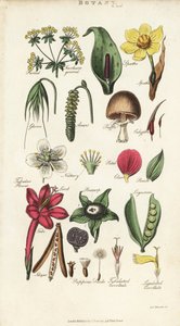 Dele af blomster, herunder kronblad, nektar, lim, frø, spath, brakte, bælgfrugter osv. Håndfarvet kobberstik efter Sydenham Edwards fra John Mason Goods Pantologia, a New Encyclopedia, G. Kearsley, London