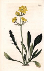 Patrinia sibirica (Altaisk baldrian, Valeriana ruthenica). Håndfarvet kobberstik af Weddell efter en illustration af Sydenham Edwards fra Samuel Curtis