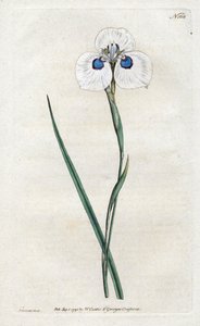 Peacock Iris - Litografi af Sydenham Edwards (1768-1819), plade fra William Curtis