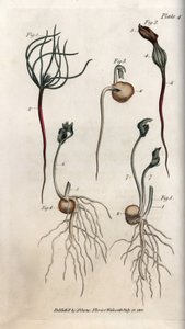 Ærter, bælgfrugtfrø har forskellige spiringsstadier. Farvet kobberstik, illustration af Sydenham Edwards (1768-1819) til Conferences of Botanical, Botanical Garden of Lambeth (England) af Sydenham Teast Edwards