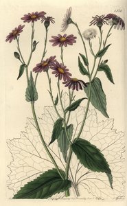 Pericallis tussilaginis (Følfodsbladet jordsel, Senecio tussilaginis). Håndfarvet kobberstik af S. Watts efter en illustration af Miss Sarah Drake fra Sydenham Edwards