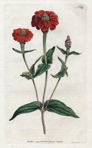 Peruviansk zinnia eller bresine - Litografi af Sydenham Edwards (1768-1819), fra Botanical Magazine af William Curtis (1746-1799) af Sydenham Teast Edwards