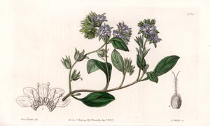 Phacelia, endemisk i Californien - Indgraveret af S.Watts, fra en illustration af Sarah Anne Drake (1803-1857), fra Botanical Register of Sydenham Edwards (1768-1819), England af Sydenham Teast Edwards