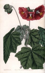Phymosia variete, røde blomster, hjemmehørende i Mexico - Graveret af S. Watts, fra en illustration af Sarah Anne Drake (1803-1857), fra Botanical Register of Sydenham Edwards (1768-1819), England af Sydenham Teast Edwards
