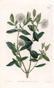 Pimelea Variete - Plade graveret af S.Watts, fra en illustration af Sarah Anne Drake (1803-1857), fra Botanical Register of Sydenham Edwards (1768-1819), England af Sydenham Teast Edwards