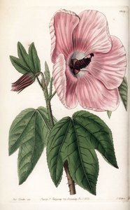 Pink Hibiscus - Plade graveret af S.Watts, fra en illustration af Sarah Anne Drake (1803-1857), fra Botanical Register of Sydenham Edwards (1768-1819), England af Sydenham Teast Edwards