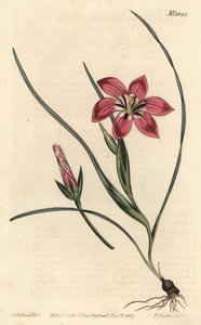 Pink froetang, Romulea flava (Blush trichonema, Trichonema pudicum). Håndfarvet kobberstik af F. Sansom Jr. efter en illustration af Sydenham Edwards fra William Curtis