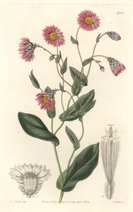 Pink rhodanthe, hjemmehørende i Australien - S. Watts stærkt vand fra en illustration af Sarah Anne Drake (1803-1857), fra det botaniske register af Sydenham Teast Edwards