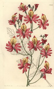 Fattigmandsorkidé, Schizanthus grahamii (Blunt-bladed schizanthus, Schizanthus retusus). Håndfarvet kobberstik af S. Watts efter en illustration af Miss Sarah Drake fra Sydenham Edwards