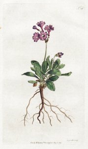 Primevere marginee - Litografi af Sydenham Edwards (1768-1819), plade fra William Curtis