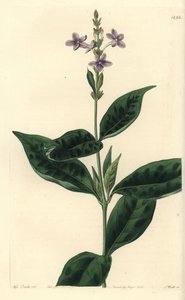Pseuderanthemum faecundum (Altid blæsende eranthemum, Eranthemum faecundum). Håndfarvet kobberstik af S. Watts efter en illustration af Miss Sarah Drake fra Sydenham Edwards