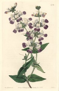 Purple Chinese Pagoda, oprindeligt fra Californien - S. Watts Strong Water fra en illustration af Sarah Anne Drake (1803-1857), fra det botaniske register af Sydenham Teast Edwards