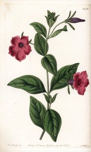 Purple flower petunia - plade graveret af S.Watts, fra en illustration af Sarah Anne Drake (1803-1857), fra Botanical Register of Sydenham Edwards (1768-1819), England af Sydenham Teast Edwards