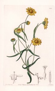 Queen Daisy of California - graveret af S.Watts, fra en illustration af Sarah Anne Drake (1803-1857), fra det botaniske register i Sydenham Edwards (1768-1819), England af Sydenham Teast Edwards