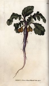 Radise, potagere rod. Farvet kobberstik, illustration af Sydenham Edwards (1768-1819) til Conferences of Botanical, Botanical Garden of Lambeth (England) af Sydenham Teast Edwards
