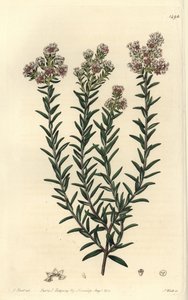Rød soulangia, Soulangia rubra. Håndfarvet kobberstik af S. Watts efter en illustration af J. Hart fra Sydenham Edwards
