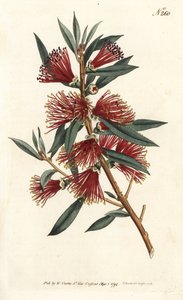 Skylleflaskecitrin, flaskeskylle eller rødstiftplante - Crimson flaskebørste, Callistemon citrinus (Harsh-Lev