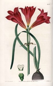 Rodophiale bifide - Indgraveret tavle af S.Watts, baseret på en illustration af Sarah Anne Drake (1803-1857), fra Botanical Register of Sydenham Edwards (1768-1819), England af Sydenham Teast Edwards