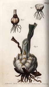 Rod og løg af liljer. Farvet kobberstik, illustration af Sydenham Edwards (1768-1819) til Conferences of Botanical, Botanical Garden of Lambeth (England) af Sydenham Teast Edwards