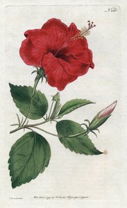 Rose de Chine - Litografi af Sydenham Edwards (1768-1819), plade fra William Curtis