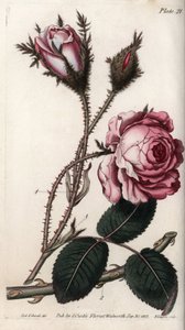 Rose, rose blomst hundrede blade. Farvet kobberstik, illustration af Sydenham Edwards (1768-1819) til Conferences of Botanical, Botanical Garden of Lambeth (England) af Sydenham Teast Edwards