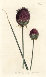 Rundhovedet hvidløg, Allium sphaerocephalon (lillahovedet hvidløg, Allium descendens). Håndfarvet kobberstik af Sansom efter en illustration af Sydenham Edwards fra William Curtis