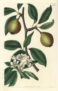 Salviebladspære - salviebladspære, Pyrus salviifolia (Pyrus salvifolia). Håndfarvet kobberstik af S. Watts efter en illustration af Sarah Drake fra Sydenham Edwards